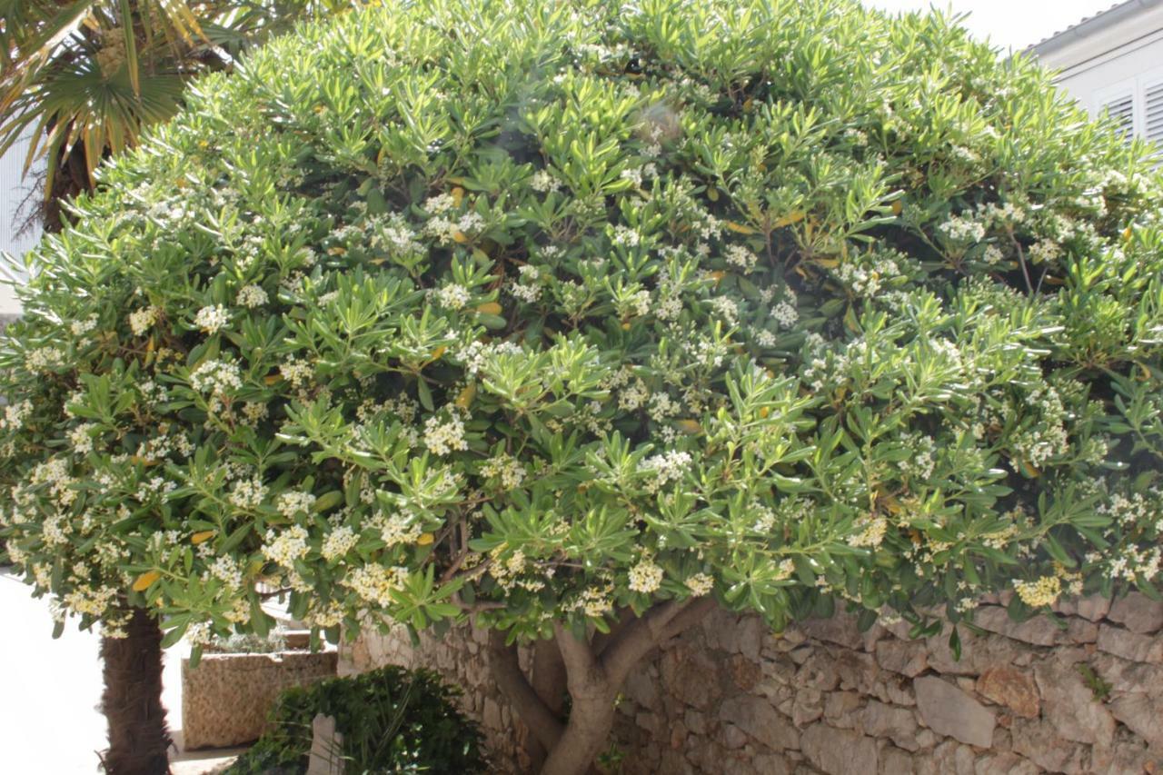 Apartmani "Mali Mago" Tribalj المظهر الخارجي الصورة
